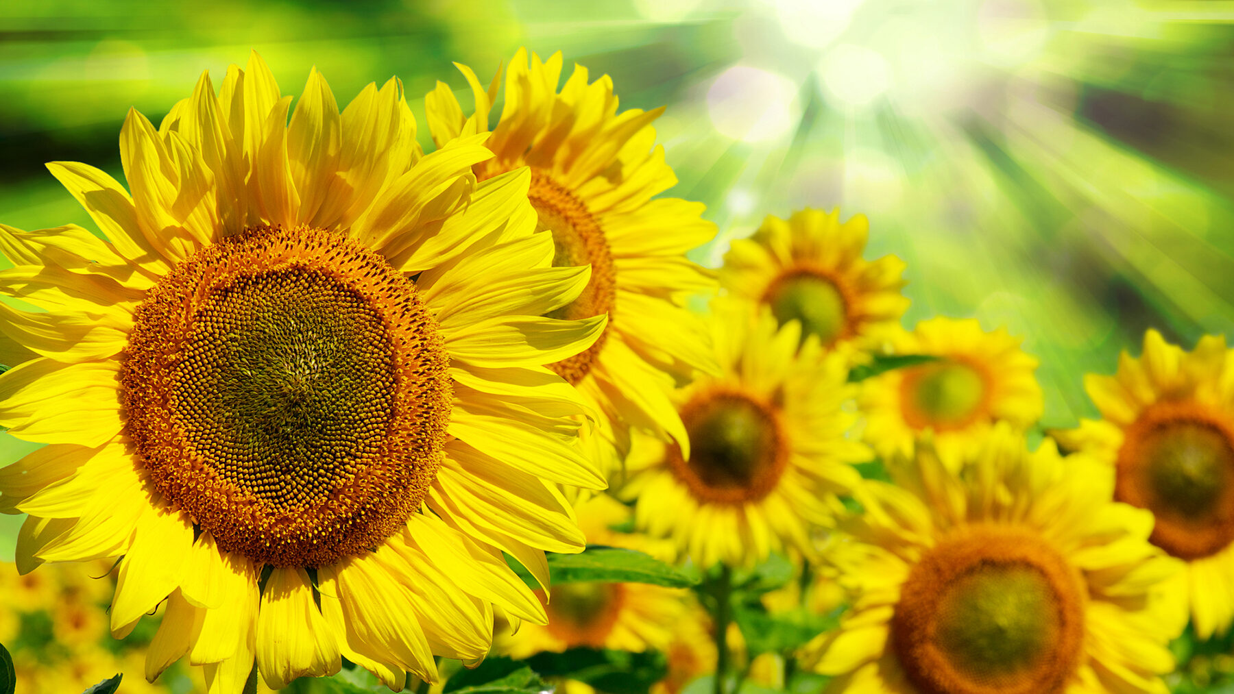 sunflower-compassion-for-greater-well-being