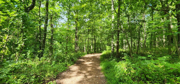 image of path in woods with filtered light representing our agency in choosing compassionate living